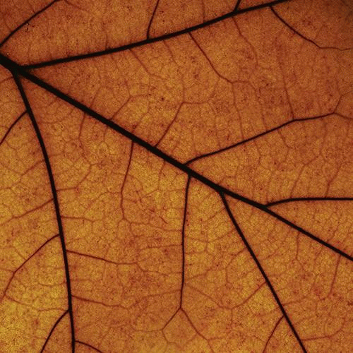 Drudkh : Somewhere Sadness Wanders - Schnee (IV)